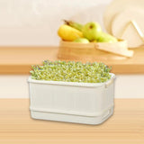 Maxbell Sprouts Tray Grower Storage Trays Germination Tray for Office Indoor Garden