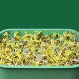 Maxbell 2Pcs Sprouts Tray Large Capacity Reusable Germination Tray for Indoor Office