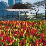 Maxbell Outdoor Plant Sunshade Umbrella Sturdy Weatherproof for Bonsai Patio Outside black