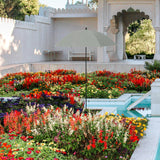 Maxbell Plant Umbrella Sunblock Reusable with Ground Stake Sturdy for Outdoor Plants Argent