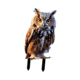 Maxbell Yard Stake Acrylic Owl Garden Ornament Yard Sign for Courtyard Outdoor Patio