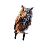 Maxbell Yard Stake Acrylic Owl Garden Ornament Yard Sign for Courtyard Outdoor Patio