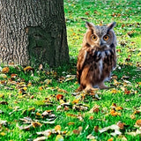 Maxbell Yard Stake Acrylic Owl Garden Ornament Yard Sign for Courtyard Outdoor Patio