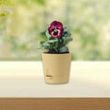 Maxbell Self Watering Pot Decorative Flowerpot for Household Living Room Houseplants Khaki