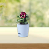 Maxbell Self Watering Pot Decorative Flowerpot for Household Living Room Houseplants Blue