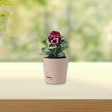 Maxbell Self Watering Pot Decorative Flowerpot for Household Living Room Houseplants Pink