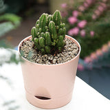 Maxbell Self Watering Pot Decorative Flowerpot for Household Living Room Houseplants Pink