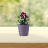 Maxbell Self Watering Pot Decorative Flowerpot for Household Living Room Houseplants Purple