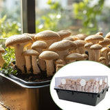 Maxbell 24 Pieces Monotub Adhesive Filter disks Mushroom Cultivation Monotub Filters