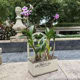 Maxbell Metal Wall Planter Vintage Wall Vase Iron Plant Holder for Home Country Wall Beige white
