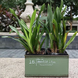 Maxbell Metal Wall Planter Vintage Wall Vase Iron Plant Holder for Home Country Wall Green