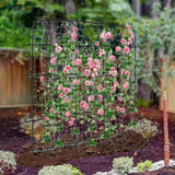 Maxbell Garden Cucumber Trellis for Fruit Vegetable for Raised Bed Metal Pea Trellis
