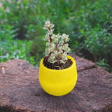 Maxbell 12 Pieces Small Flower Pots Simple Containers for Yard Balcony Indoor Plants Mixed Colors