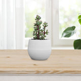 Maxbell 12 Pieces Small Flower Pots Simple Containers for Yard Balcony Indoor Plants Mixed Colors