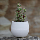 Maxbell 12 Pieces Small Flower Pots Simple Containers for Yard Balcony Indoor Plants Mixed Colors