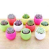 Maxbell 12 Pieces Small Flower Pots Simple Containers for Yard Balcony Indoor Plants Mixed Colors