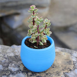 Maxbell 12 Pieces Small Flower Pots Simple Containers for Yard Balcony Indoor Plants Mixed Colors