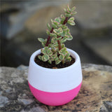 Maxbell 12 Pieces Small Flower Pots Simple Containers for Yard Balcony Indoor Plants Mixed Colors