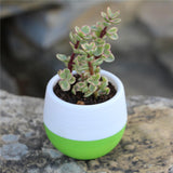 Maxbell 12 Pieces Small Flower Pots Simple Containers for Yard Balcony Indoor Plants Mixed Colors