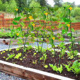 Maxbell Cucumber Trellis Portable Plant Stakes for Climbing Plants Raised Bed Fruits 60 cmx60 cm