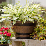 Maxbell Flower Pot Rustic Ornament Decorative Plant Container for Office Table Patio S