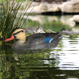 Maxbell Duck Decoy Multifunctional Accessories Garden Decor for Yard Backyard Garden
