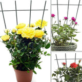 Maxbell Plant Trellis for Climbing Plants Indoor and Outdoor for Houseplants Balcony