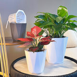 Maxbell Self Watering Plant Pot Desk Indoor Outdoor Plants for Patio Restaurant Dorm M