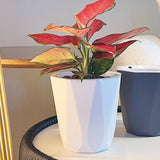 Maxbell Self Watering Plant Pot Desk Indoor Outdoor Plants for Patio Restaurant Dorm M