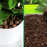 Maxbell Self Watering Plant Pot Desk Indoor Outdoor Plants for Patio Restaurant Dorm L