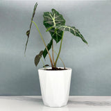 Maxbell Self Watering Plant Pot Desk Indoor Outdoor Plants for Patio Restaurant Dorm XL