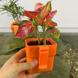 Maxbell 3x Aquarium Plant Basket Landscape for Aquarium Decoration Hydroponic Basket Orange