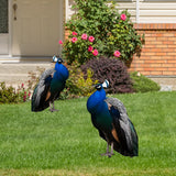 Maxbell 2D Flat Acrylic Peacock Sign Stake Waterproof Accessory Versatile Lawn Stake