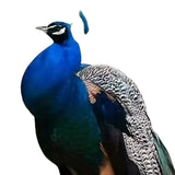 Maxbell 2D Flat Acrylic Peacock Sign Stake Waterproof Accessory Versatile Lawn Stake