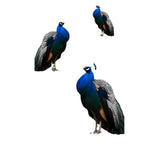 Maxbell 2D Flat Acrylic Peacock Sign Stake Waterproof Accessory Versatile Lawn Stake