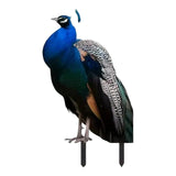 Maxbell 2D Flat Acrylic Peacock Sign Stake Waterproof Accessory Versatile Lawn Stake