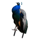Maxbell 2D Flat Acrylic Peacock Sign Stake Waterproof Accessory Versatile Lawn Stake