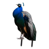 Maxbell 2D Flat Acrylic Peacock Sign Stake Waterproof Accessory Versatile Lawn Stake