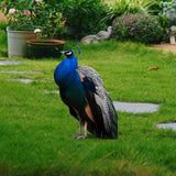 Maxbell 2D Flat Acrylic Peacock Sign Stake Waterproof Accessory Versatile Lawn Stake