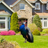 Maxbell 2D Flat Acrylic Peacock Sign Stake Waterproof Accessory Versatile Lawn Stake