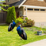 Maxbell 2D Flat Acrylic Peacock Sign Stake Waterproof Accessory Versatile Lawn Stake