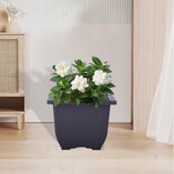 Maxbell Bonsai Pot Plants Growing Pot Flowerpot for Balcony Indoor Outdoor Courtyard M Square