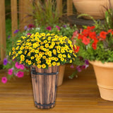 Maxbell Wooden Bucket Barrel Planter for Plants with Ergonomic Handles Patio Planter S Style B