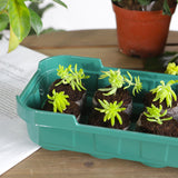 Maxbell Seed Propagator Tray 10 Holes Windowsill Tray with Cover for Backyard Garden Green