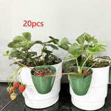 Maxbell Nursery Pot Planter Strawberry Roots Propagation Station for Planting Garden