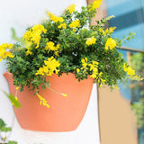 Maxbell 3Pcs Plant Holder Rustic Wall Flower Pot Holder for Garden Decoration Office light brown