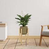 Maxbell Adjustable Plant Stand Stable Heavy Duty Display Rack for Desktop Patio Dorm