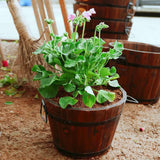 Maxbell Planter Versatile Artwork Crafts Plant Container for Home Living Room Indoor round