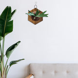 Maxbell Fern Mounting Board Wall Planter for Indoor Gardening Space Saving Versatile Hexagonal