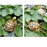 Maxbell Garden Turtle Statue Fake Tortoise Ornament for Outdoor Courtyard